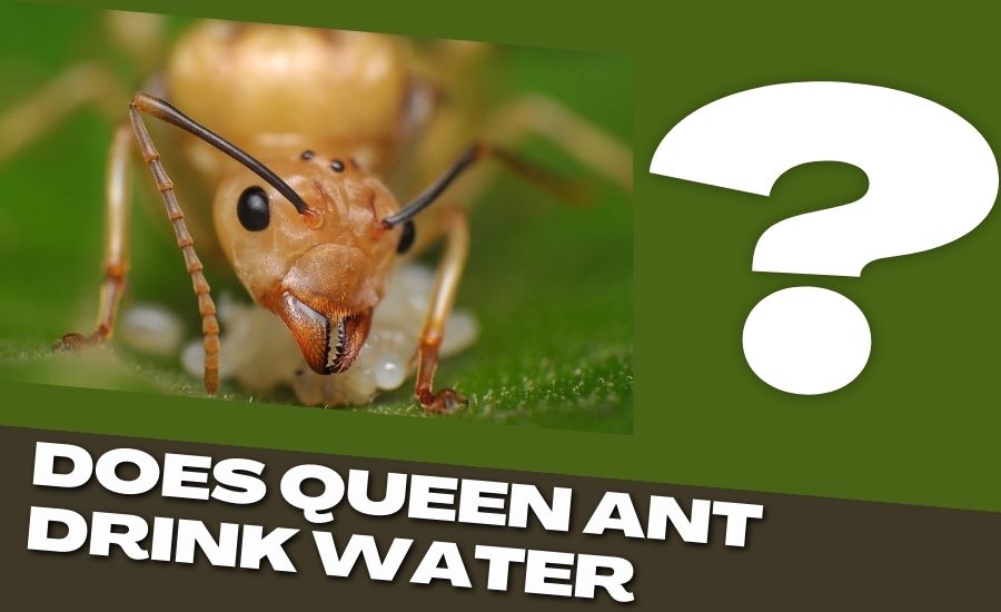 Is It Normal for Queen Ants to Drink Water?